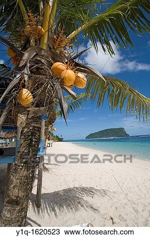 Lalomanu Beach, Upolu, Western Samoa View Large Photo Image Stock Image - Lalomanu Beach, Upolu, Western Samoa. Fotosearch