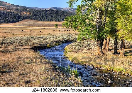 Lamar Valley with Bisons, bison bonasus, Yellowstone National Park, Wyoming, USA View Large Photo Image Stock Photograph - Lamar Valley with Bisons, bison bonasus, Yellowstone National Park, Wyoming, USA. Fotosearch