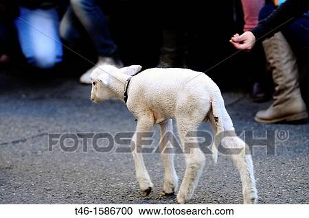 Stock Image - Lamb, Fiesta de la Transhumancia, Spain. Fotosearch