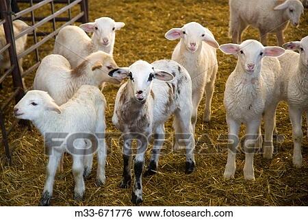 Stock Photograph - Lamb production process. Sheep and lambs. Alcazar de San Juan, Ciudad Real province. Spain.. Fotosearch