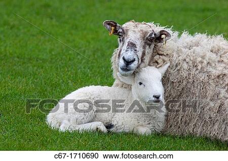 Lamb resting with ewe in meadow View Large Photo Image Stock Image - Lamb resting with ewe in meadow. Fotosearch