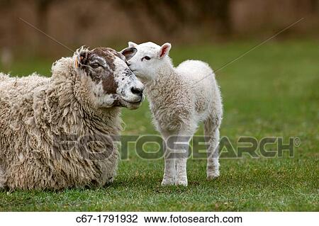 Lamb running View Large Photo Image Stock Image - Lamb running. Fotosearch