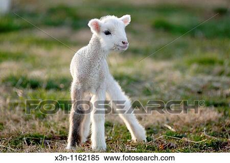 Lamb View Large Photo Image Stock Photography - Lamb. Fotosearch