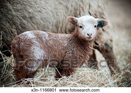 Stock Image - Lambs at maple grove. Fotosearch