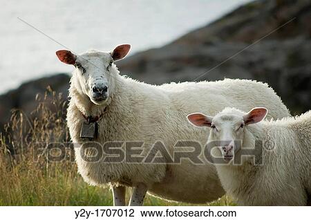 Lambs View Large Photo Image Stock Image - Lambs. Fotosearch