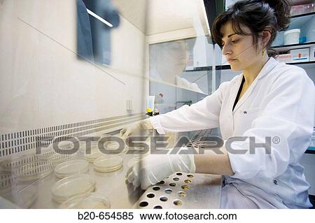 Laminar flow hoods. Microbiology Laboratory. Microbiological analysis of food. AZTI-Tecnalia. Technological Centre specialised in Marine and Food Research. Sukarrieta, Bizkaia, Euskadi. Spain. View Large Photo Image Stock Photography - Laminar flow hoods. Microbiology Laboratory. Microbiological analysis of food. AZTI-Tecnalia. Technological Centre specialised in Marine and Food Research. Sukarrieta, Bizkaia, Euskadi. Spain.. Fotosearch