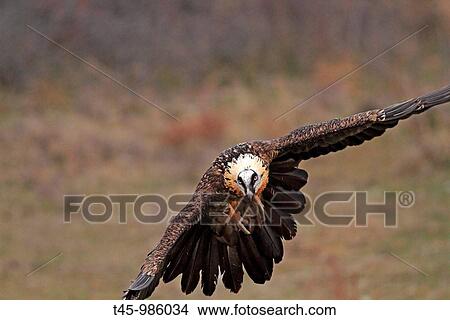 Lammergeier (Gypaetus barbatus), Pyrenees Mountains, Spain View Large Photo Image Picture - Lammergeier (Gypaetus barbatus), Pyrenees Mountains, Spain. Fotosearch