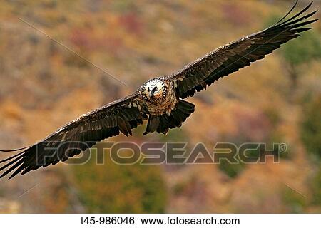 Stock Photograph - Lammergeier (Gypaetus barbatus), Pyrenees Mountains, Spain. Fotosearch