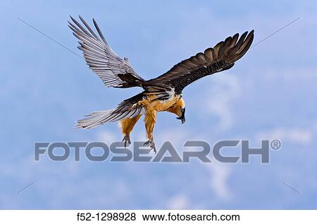 Lammergeier or Bearded Vulture (Gypaetus barbatus), Spain View Large Photo Image Stock Photo - Lammergeier or Bearded Vulture (Gypaetus barbatus), Spain. Fotosearch