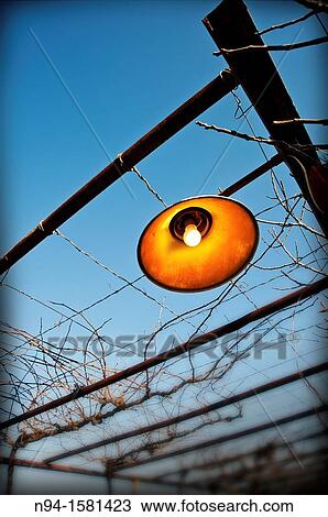 Lampreys hanging in the structure of an old garden. View Large Photo Image Stock Image - Lampreys hanging in the structure of an old garden.. Fotosearch
