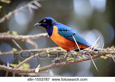 Lamprotornis superbus Superb Starling, Serengeti National Park, Tanzania View Large Photo Image Stock Photo - Lamprotornis superbus Superb Starling, Serengeti National Park, Tanzania. Fotosearch
