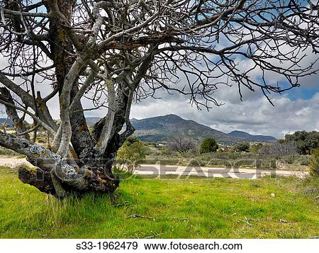 Stock Photo - Lancharrasa hill fom Canto Gordo. Cadalso de los Vidrios. Madrid. Spain.. Fotosearch