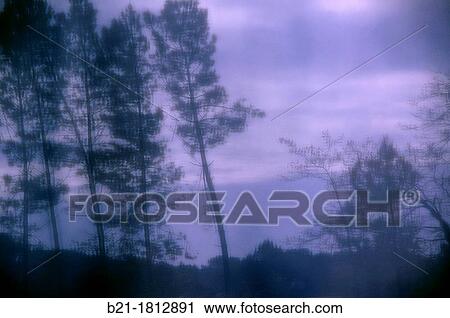 Landes forest near Biscarosse, Aquitaine, France View Large Photo Image Stock Image - Landes forest near Biscarosse, Aquitaine, France. Fotosearch