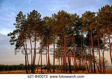 Landes forest near Cestas. Gironde, Aquitaine, France View Large Photo Image Stock Image - Landes forest near Cestas. Gironde, Aquitaine, France. Fotosearch
