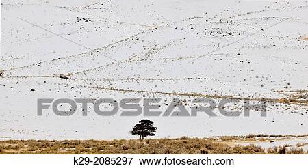 Stock Photo - Landforms and lone tree around the North Entrance to Yellowstone, near Gardiner, Yellowstone NP, Mammoth Hot Springs, Wyoming, USA.. Fotosearch