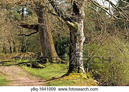 landscape around the pond bridge dom jeans. broceliande, Brittany, France View Large Photo Image Stock Photo - landscape around the pond bridge dom jeans. broceliande, Brittany, France. Fotosearch