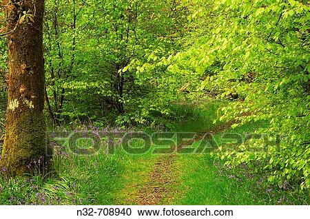 Landscape at Argyll Forest park. Argyll. Scotland. UK View Large Photo Image Stock Image - Landscape at Argyll Forest park. Argyll. Scotland. UK. Fotosearch