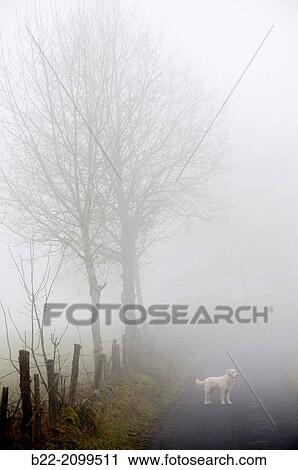 Landscape fog, a golden retriever dog, La Bessi? re, Campuac, North Aveyron, Midi-Pyr? n? es, France. View Large Photo Image Stock Image - Landscape fog, a golden retriever dog, La Bessi? re, Campuac, North Aveyron, Midi-Pyr? n? es, France.. Fotosearch