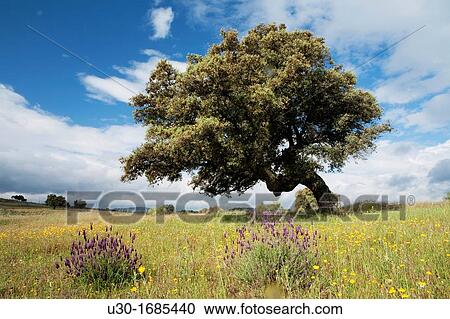 Landscape in Bohonal de Ibor CBceres province Extremadura Spain View Large Photo Image Stock Image - Landscape in Bohonal de Ibor CBceres province Extremadura Spain. Fotosearch
