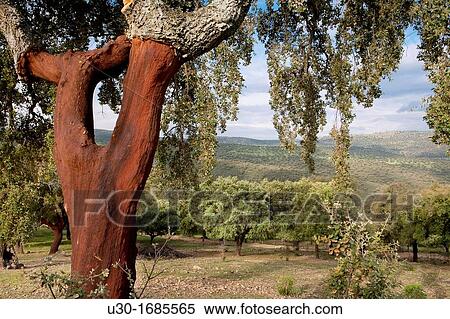 Landscape in Sierra de las Villuercas with cork oak Quercus suber CBceres province Extremadura Spain View Large Photo Image Stock Photography - Landscape in Sierra de las Villuercas with cork oak Quercus suber CBceres province Extremadura Spain. Fotosearch