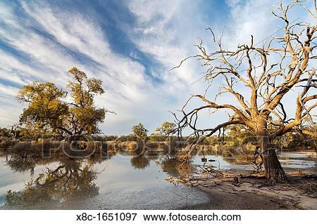 Landscape in the Hattah -Kulkyne Park in the Mallee Region of Australia View Large Photo Image Stock Photo - Landscape in the Hattah -Kulkyne Park in the Mallee Region of Australia. Fotosearch