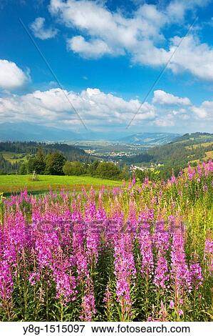 Stock Photo - Landscape near Gliczarow village, 10km from Zakopane (Tatra Mountains Region) and 14km from Lysa Polana (border with Slovakia). Podhale Region, Poland, Europe. Fotosearch