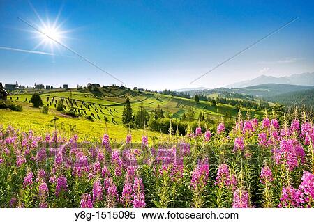 Stock Photography - Landscape near Gliczarow village, 10km from Zakopane (Tatra Mountains Region) and 14km from Lysa Polana (border with Slovakia). Podhale Region, Poland, Europe. Fotosearch