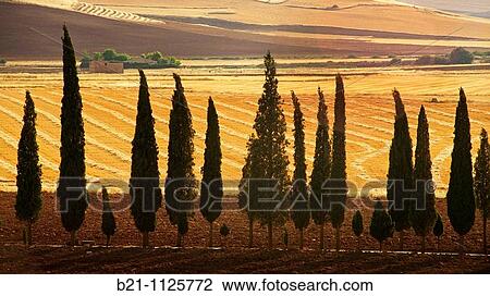 Landscape near Santa Cruz de Mudela, Ciudad Real province, Castilla-La Mancha, Spain View Large Photo Image Stock Image - Landscape near Santa Cruz de Mudela, Ciudad Real province, Castilla-La Mancha, Spain. Fotosearch