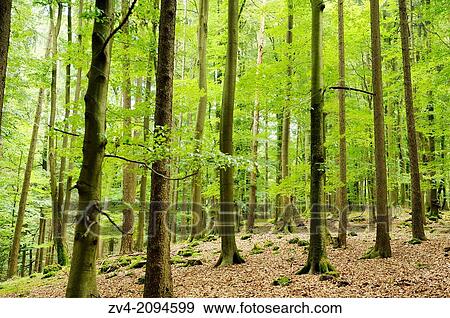 Landscape of a European beech or common beech Fagus sylvatica forest in spring View Large Photo Image Stock Photo - Landscape of a European beech or common beech Fagus sylvatica forest in spring. Fotosearch