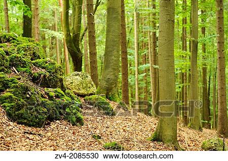 Landscape of a forest in Upper Palatinate, Bavaria, Germany View Large Photo Image Stock Image - Landscape of a forest in Upper Palatinate, Bavaria, Germany. Fotosearch