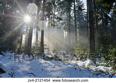 Landscape of a forest with Norway Spruces (Picea abies) in winter at snow melt, Germany. View Large Photo Image Picture - Landscape of a forest with Norway Spruces (Picea abies) in winter at snow melt, Germany.. Fotosearch