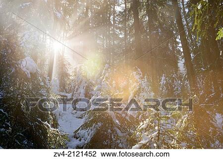 Landscape of a forest with Norway Spruces (Picea abies) in winter at snow melt, Germany. View Large Photo Image Stock Image - Landscape of a forest with Norway Spruces (Picea abies) in winter at snow melt, Germany.. Fotosearch