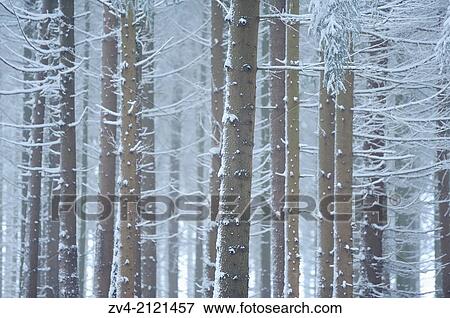 Landscape of a forest with Norway Spruces (Picea abies) in winter, Germany. View Large Photo Image Stock Photo - Landscape of a forest with Norway Spruces (Picea abies) in winter, Germany.. Fotosearch