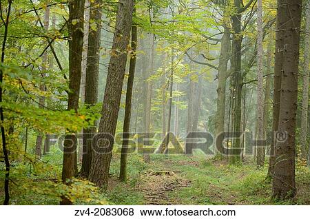 Landscape of a little trail going through the forest in autumn, Upper Palatinate, Bavaria, Germany View Large Photo Image Stock Photo - Landscape of a little trail going through the forest in autumn, Upper Palatinate, Bavaria, Germany. Fotosearch