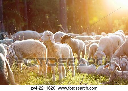 Landscape of a Sheep flock (Ovis aries) in spring, Upper Palatinate, Germany View Large Photo Image Stock Image - Landscape of a Sheep flock (Ovis aries) in spring, Upper Palatinate, Germany. Fotosearch