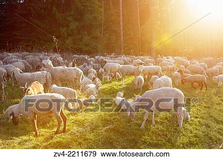 Landscape of a Sheep flock (Ovis aries) in spring, Upper Palatinate, Germany View Large Photo Image Stock Photo - Landscape of a Sheep flock (Ovis aries) in spring, Upper Palatinate, Germany. Fotosearch