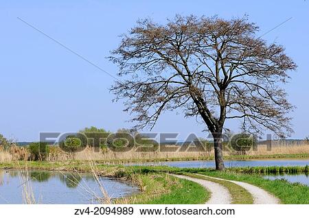 Landscape of a tree next to a little trail going through ponds View Large Photo Image Stock Photo - Landscape of a tree next to a little trail going through ponds. Fotosearch