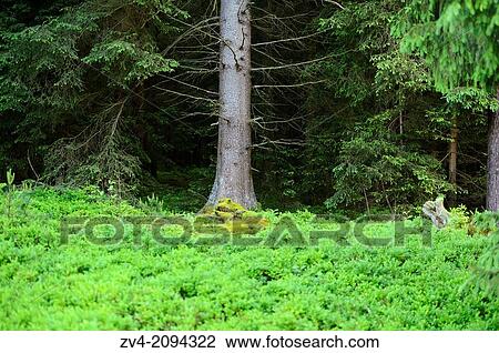 Landscape of a tree trunk from a Norway spruce (Picea abies) View Large Photo Image Stock Image - Landscape of a tree trunk from a Norway spruce (Picea abies). Fotosearch