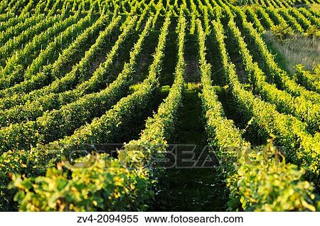 Landscape of a vineyard View Large Photo Image Stock Photography - Landscape of a vineyard. Fotosearch