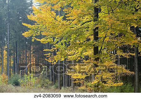 Landscape of an European beech or common beech Fagus sylvatica tree in a forest in autumn, Upper Palatinate, Bavaria, Germany View Large Photo Image Stock Photo - Landscape of an European beech or common beech Fagus sylvatica tree in a forest in autumn, Upper Palatinate, Bavaria, Germany. Fotosearch