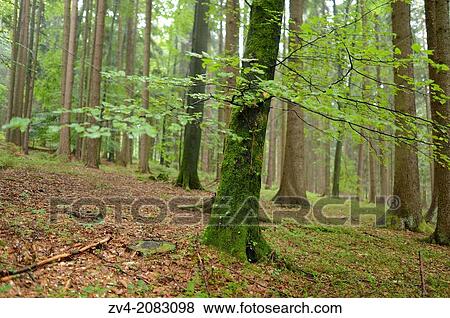 Landscape of an European beech or common beech (Fagus sylvatica) tree in a forest in autumn, Upper Palatinate, Bavaria, Germany View Large Photo Image Stock Photo - Landscape of an European beech or common beech (Fagus sylvatica) tree in a forest in autumn, Upper Palatinate, Bavaria, Germany. Fotosearch