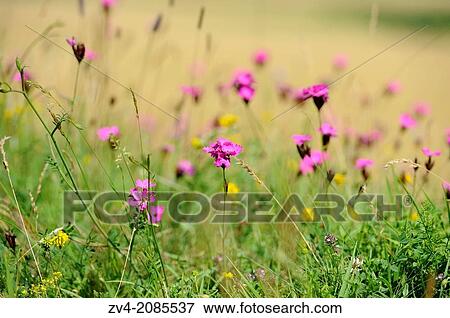 Landscape of Carthusian Pink (Dianthus carthusianorum) flowers in a meadow in Upper Palatinate, Bavaria, Germany View Large Photo Image Stock Photo - Landscape of Carthusian Pink (Dianthus carthusianorum) flowers in a meadow in Upper Palatinate, Bavaria, Germany. Fotosearch