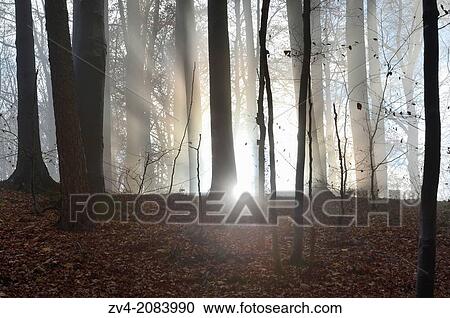 Landscape of European beeches (Fagus sylvatica) tree trunks in fog in autumn. View Large Photo Image Stock Image - Landscape of European beeches (Fagus sylvatica) tree trunks in fog in autumn.. Fotosearch