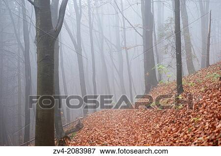 Landscape of European beeches (Fagus sylvatica) tree trunks in fog in autumn. View Large Photo Image Stock Photo - Landscape of European beeches (Fagus sylvatica) tree trunks in fog in autumn.. Fotosearch