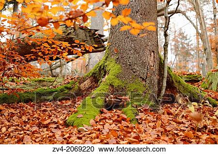 Stock Image - Landscape of forest in autumn in the bavarian forest.. Fotosearch