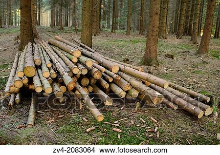 Landscape of Norway spruce (Picea abies) tree-trunks in a forest, Upper Palatinate, Bavaria, Germany View Large Photo Image Picture - Landscape of Norway spruce (Picea abies) tree-trunks in a forest, Upper Palatinate, Bavaria, Germany. Fotosearch