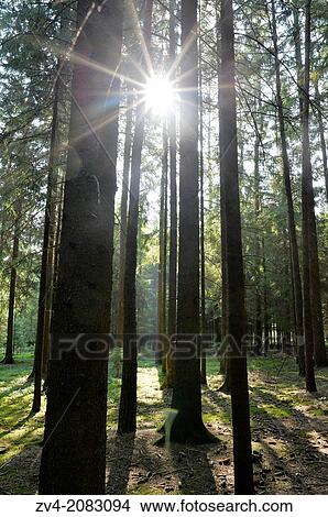 Landscape of Norway spruce (Picea abies) tree trunks against the sun in a forest in autumn, Upper Palatinate, Bavaria, Germany View Large Photo Image Picture - Landscape of Norway spruce (Picea abies) tree trunks against the sun in a forest in autumn, Upper Palatinate, Bavaria, Germany. Fotosearch