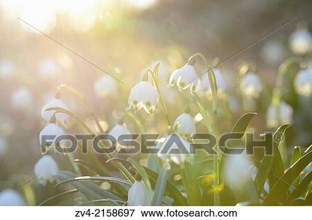 Landscape of Spring Snowflake (Leucojum vernum) blossoms in a forest on a sunny evening in spring. View Large Photo Image Stock Photo - Landscape of Spring Snowflake (Leucojum vernum) blossoms in a forest on a sunny evening in spring.. Fotosearch