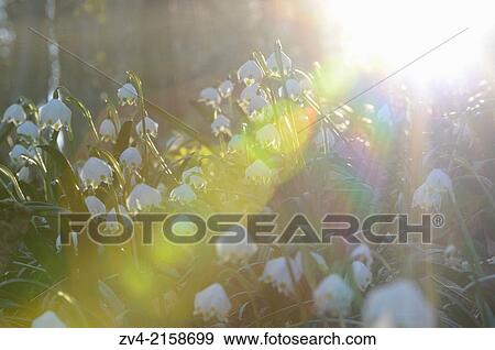 Landscape of Spring Snowflake (Leucojum vernum) blossoms in a forest on a sunny evening in spring. View Large Photo Image Stock Photo - Landscape of Spring Snowflake (Leucojum vernum) blossoms in a forest on a sunny evening in spring.. Fotosearch