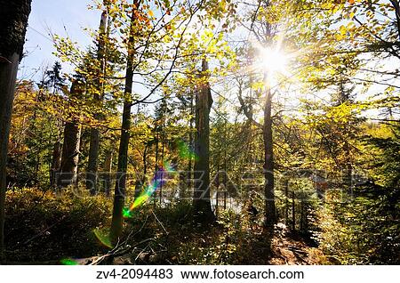 Landscape of the autumn in the Bavarian Forest National Park, Germany View Large Photo Image Stock Image - Landscape of the autumn in the Bavarian Forest National Park, Germany. Fotosearch